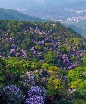 Azaleas in Shenzhen's Wutong Mountain scenic spot bloom