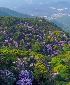 Azaleas in Shenzhen's Wutong Mountain scenic spot bloom