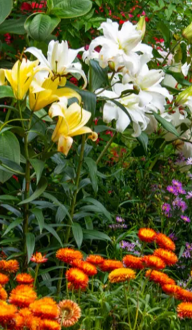 Spring colors within the Fairy Lake Botanical Garden offer a vibrant scene