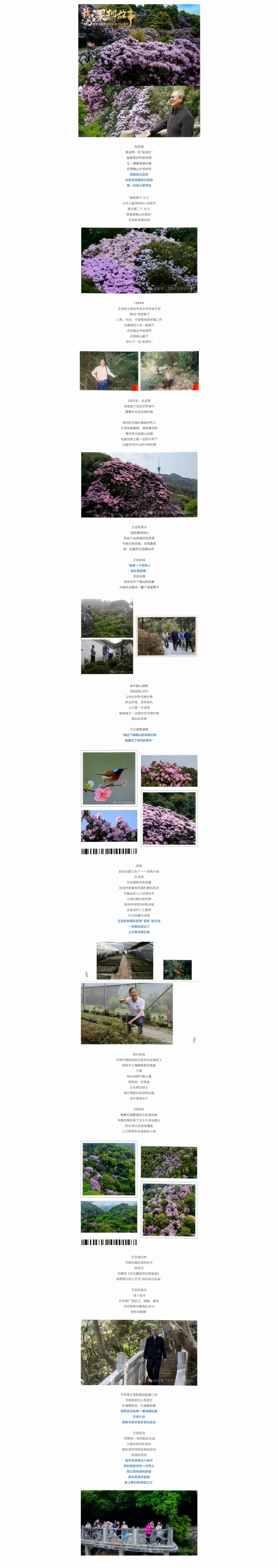 是谁，让毛棉杜鹃开满梧桐山？.jpg